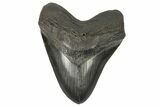 Fossil Megalodon Tooth - South Carolina #168033-1